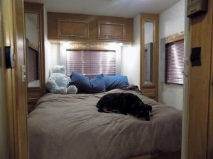 Capone enjoying his new home in the RV
