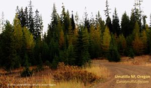 Umatilla national forest campsite oregon
