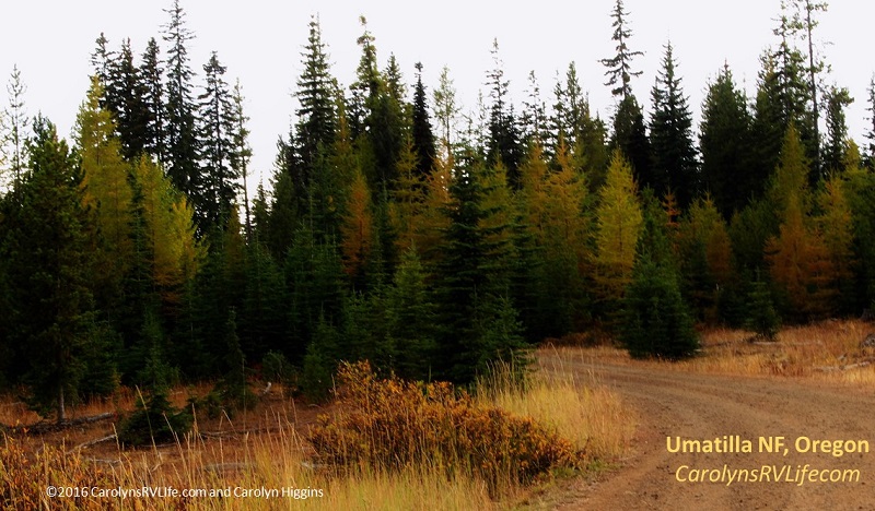 Umatilla national forest campsite oregon