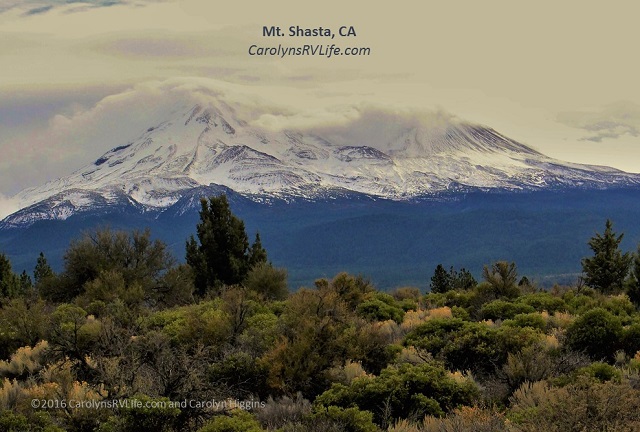 mt shasta weed California 