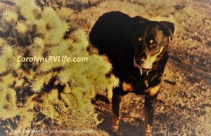 RV Dog Nevada Desert