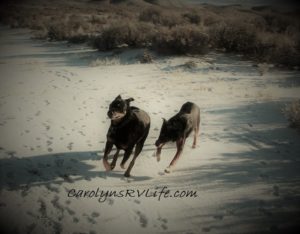 dogs in the snow