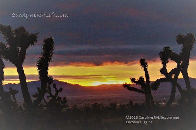 sunset nevada desert joshua trees