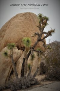 Joshua Tree National Park, December 2016