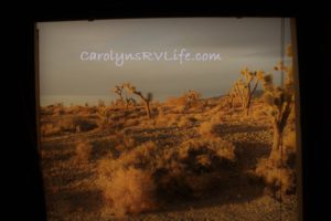 pahrump-josh-trees