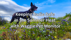 Summer Just Got Safer – Sadie & I Hit the Road with the Upgraded Waggle Pet Monitor*