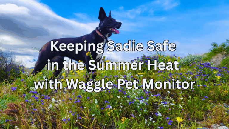Summer Just Got Safer – Sadie & I Hit the Road with the Upgraded Waggle Pet Monitor*